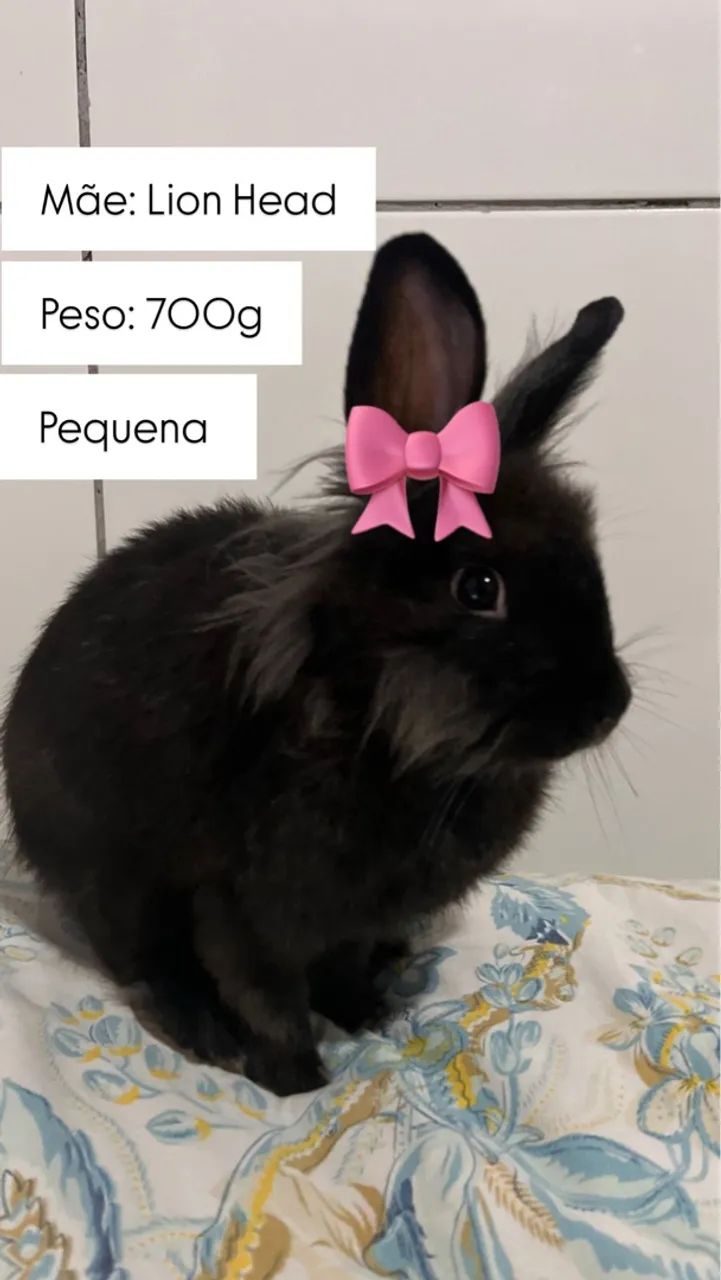 Esta é sua chance de dar um verdadeiro presente ! ? - Foto 3