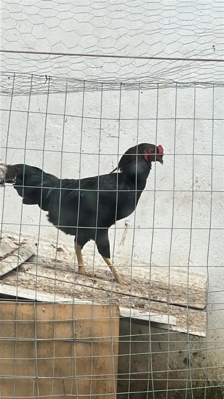 Galo e garninze