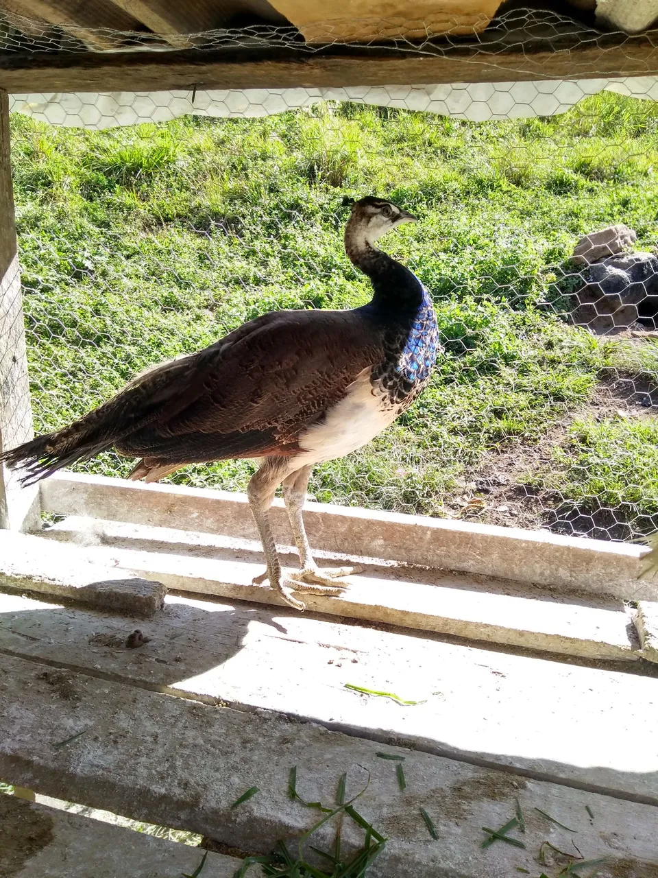 Galinha