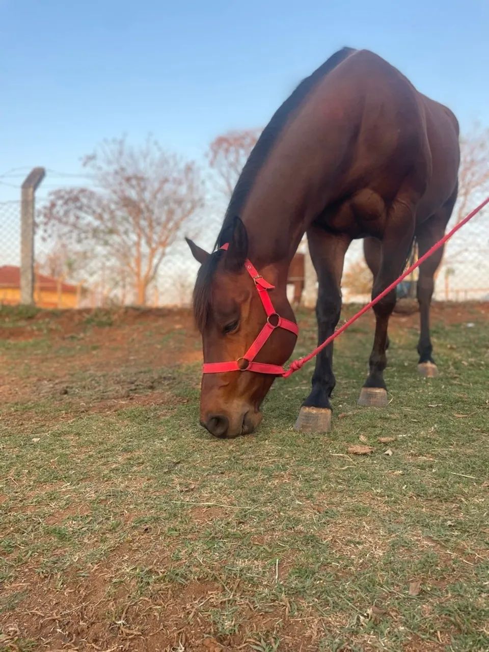 CAVALO TREINADO TRÊS TAMBORES - Harry Red - Foto 3