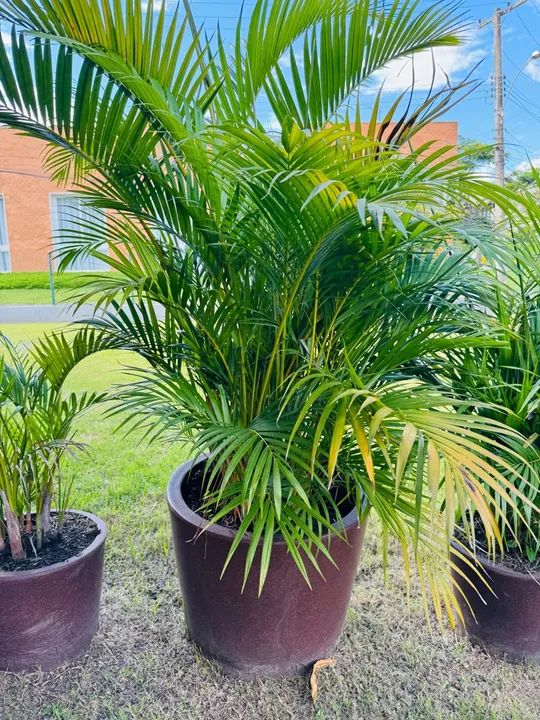 Palmeira Areca - Planta de Interior