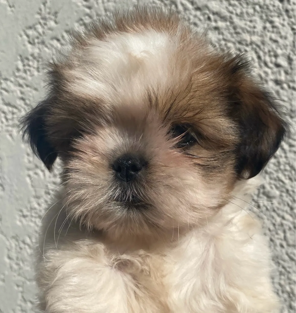 Filhote Shih Tzu Fêmea