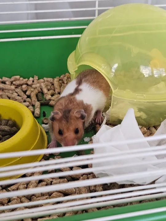Hamster - Foto 3
