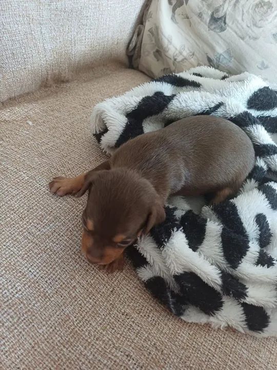  Vendo Filhote de Pinscher - Foto 4