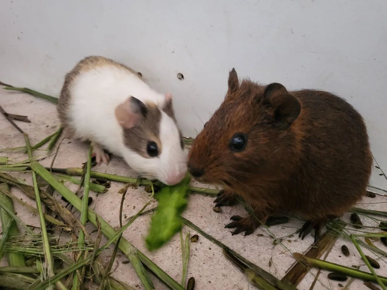 Vendo três porquinho da Índia  - Foto 4