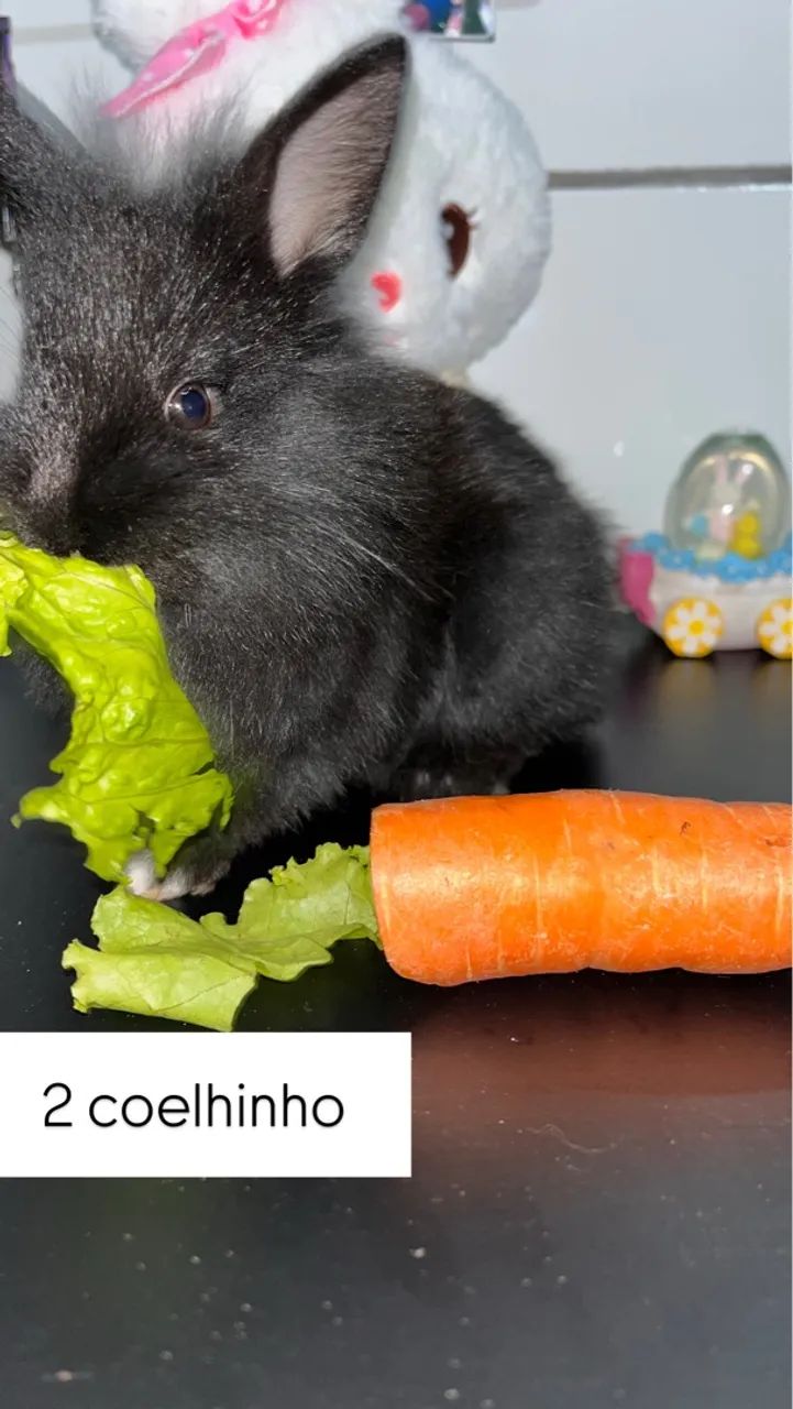 Esta é sua chance de dar um verdadeiro presente ! ? - Foto 2