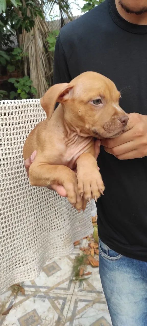 Filhotes American Bully  - Foto 3