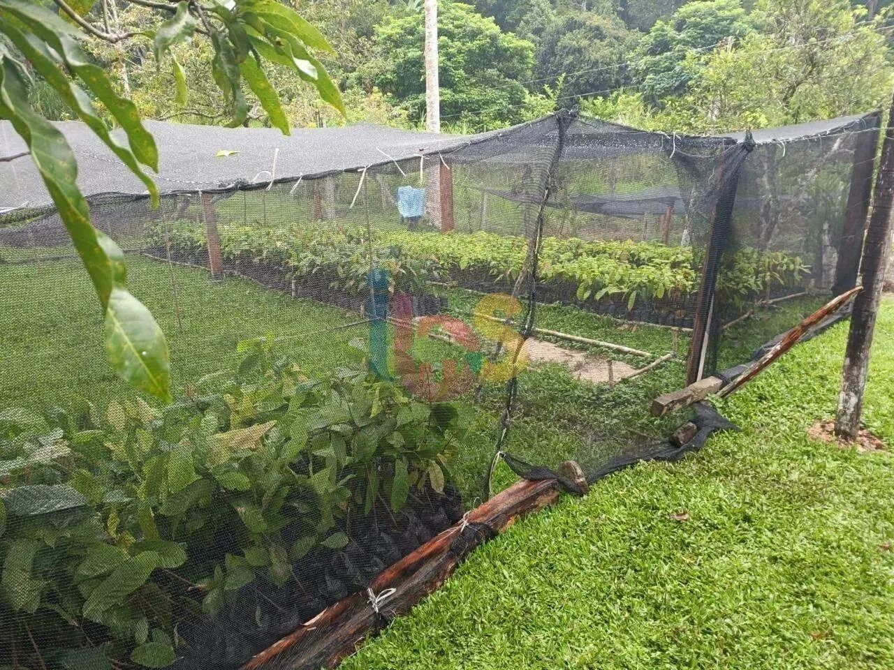 Fazenda de Cacau Itajuipe - Foto 4