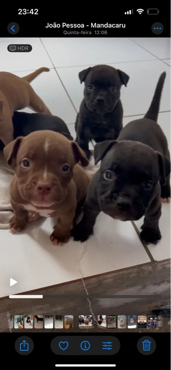 Filhotes de american bully - Foto 2