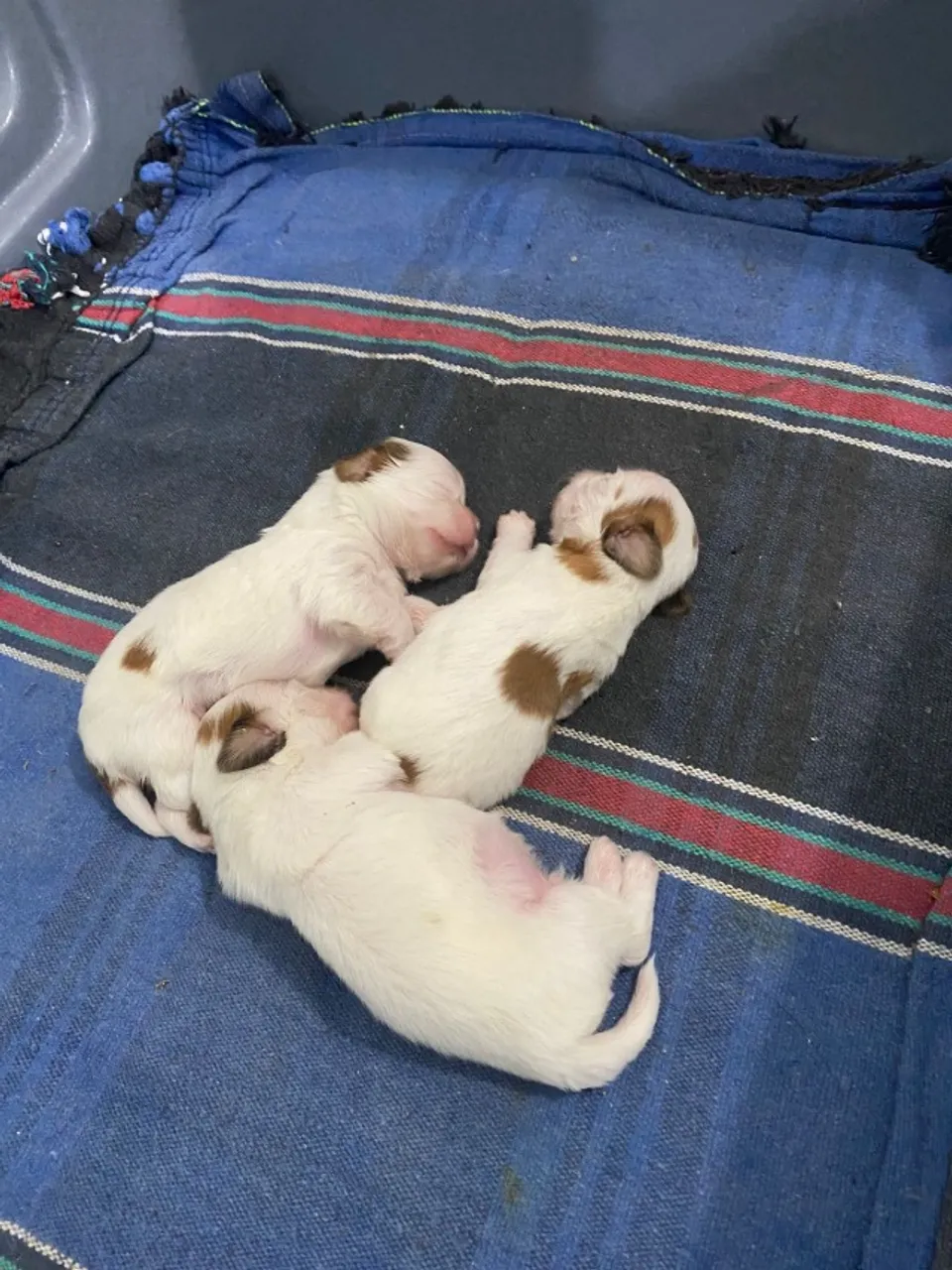 Shih Tzu Filhote 100% puro e fofinhos