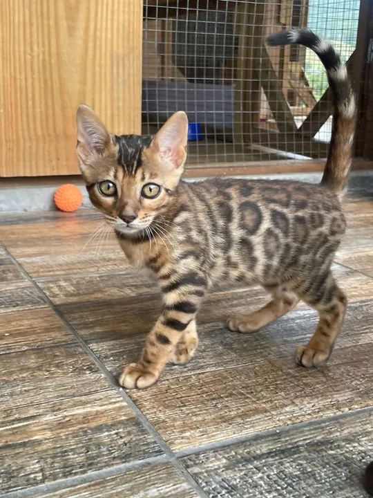 Gatinhos Bengala - Lindos e Carinhosos - Foto 5