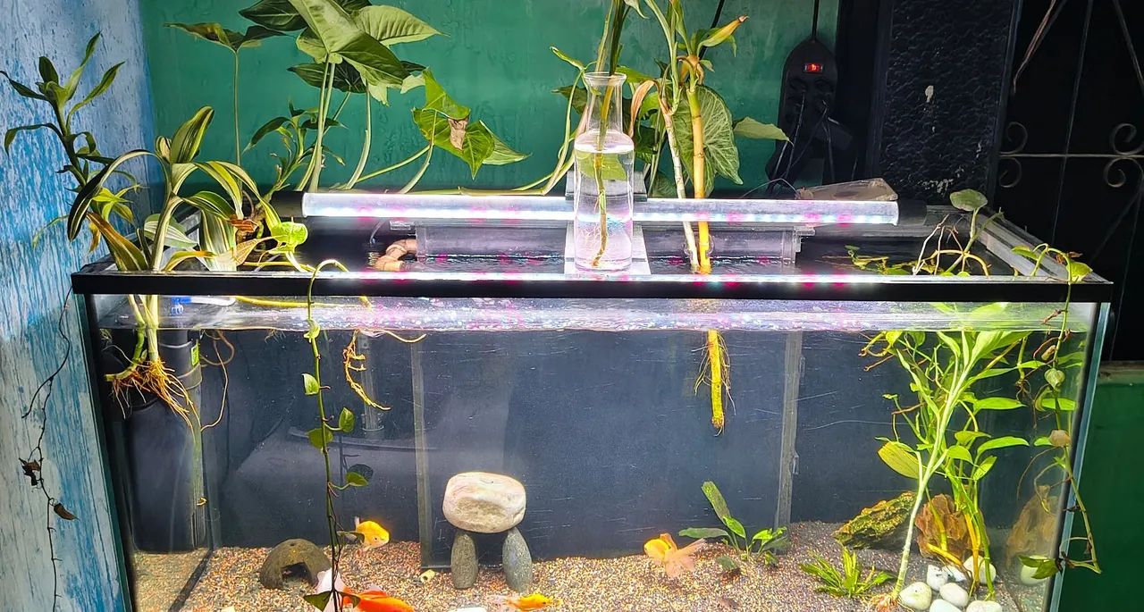 Aquário completo plantado64298781377667123