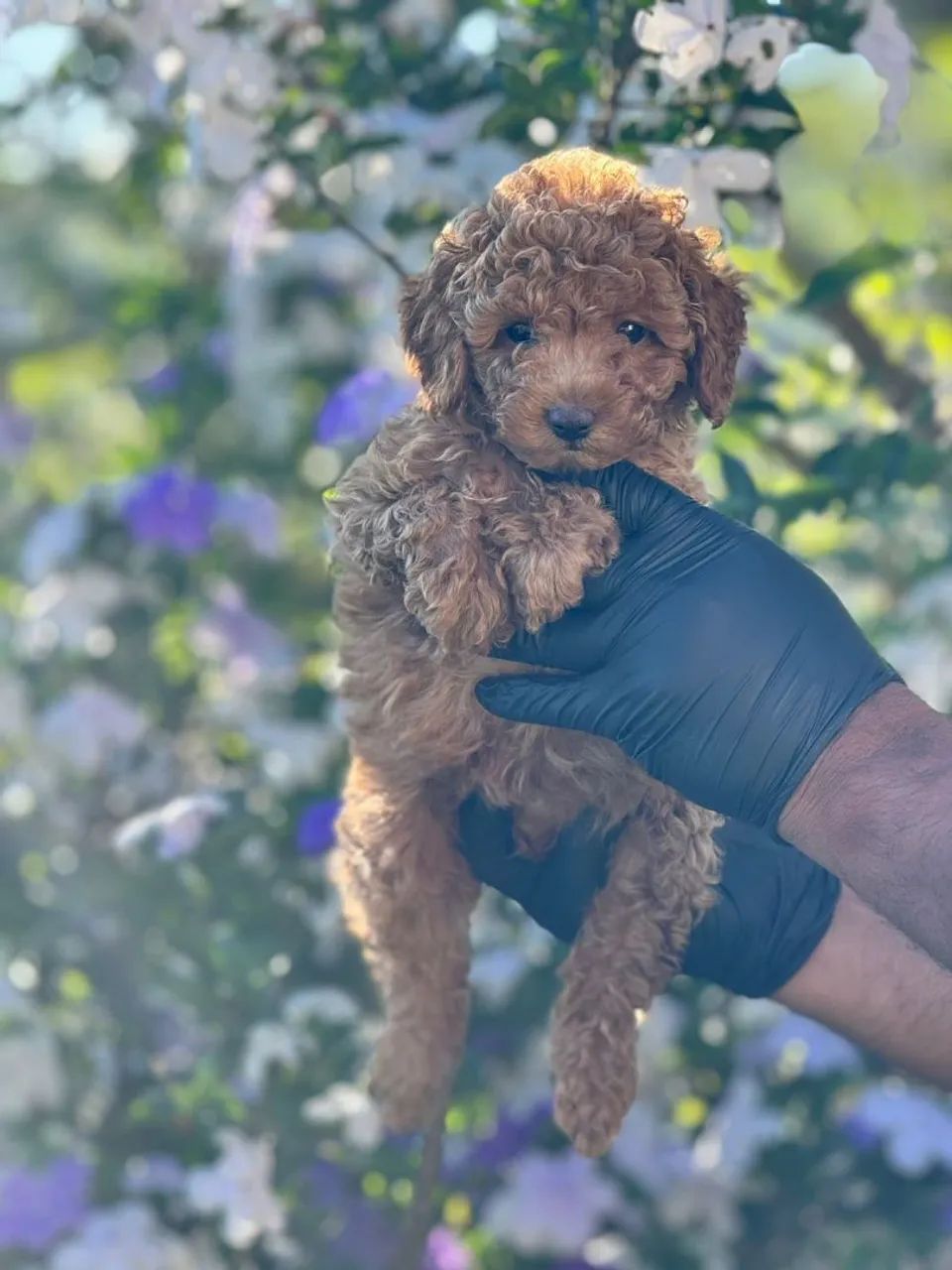 Poodle Toy Red - Pelagem exótica 