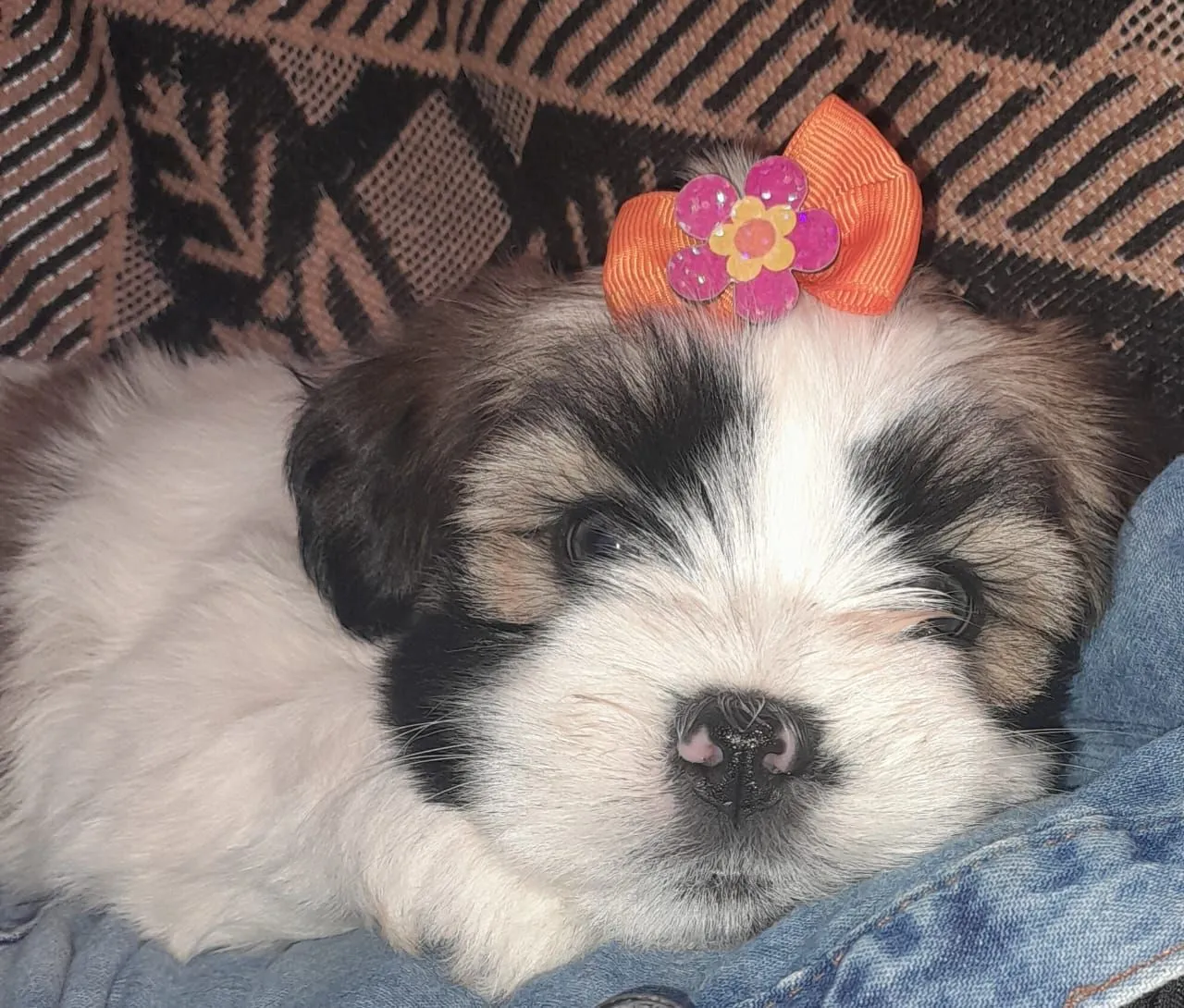 Filhote Shih Tzu Fêmea 2 meses