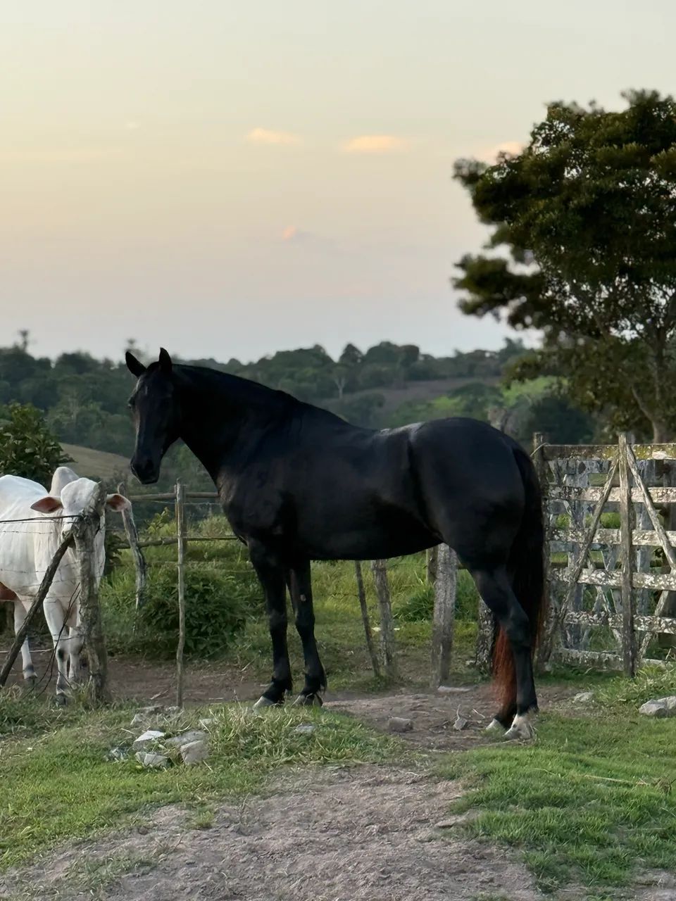 Égua Marcha Picada - Foto 3