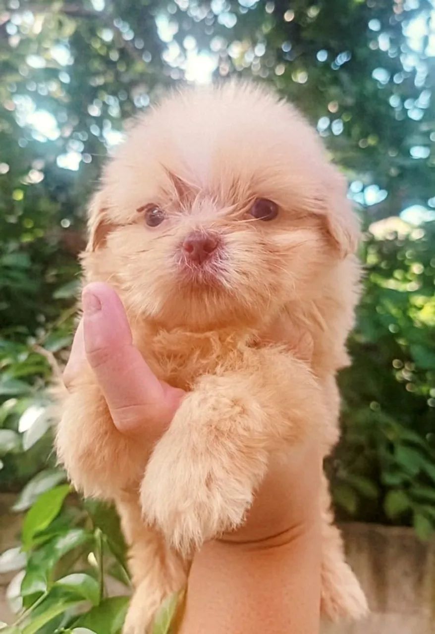 Shih Tzu micrissimo macho olhos azuis - Foto 4