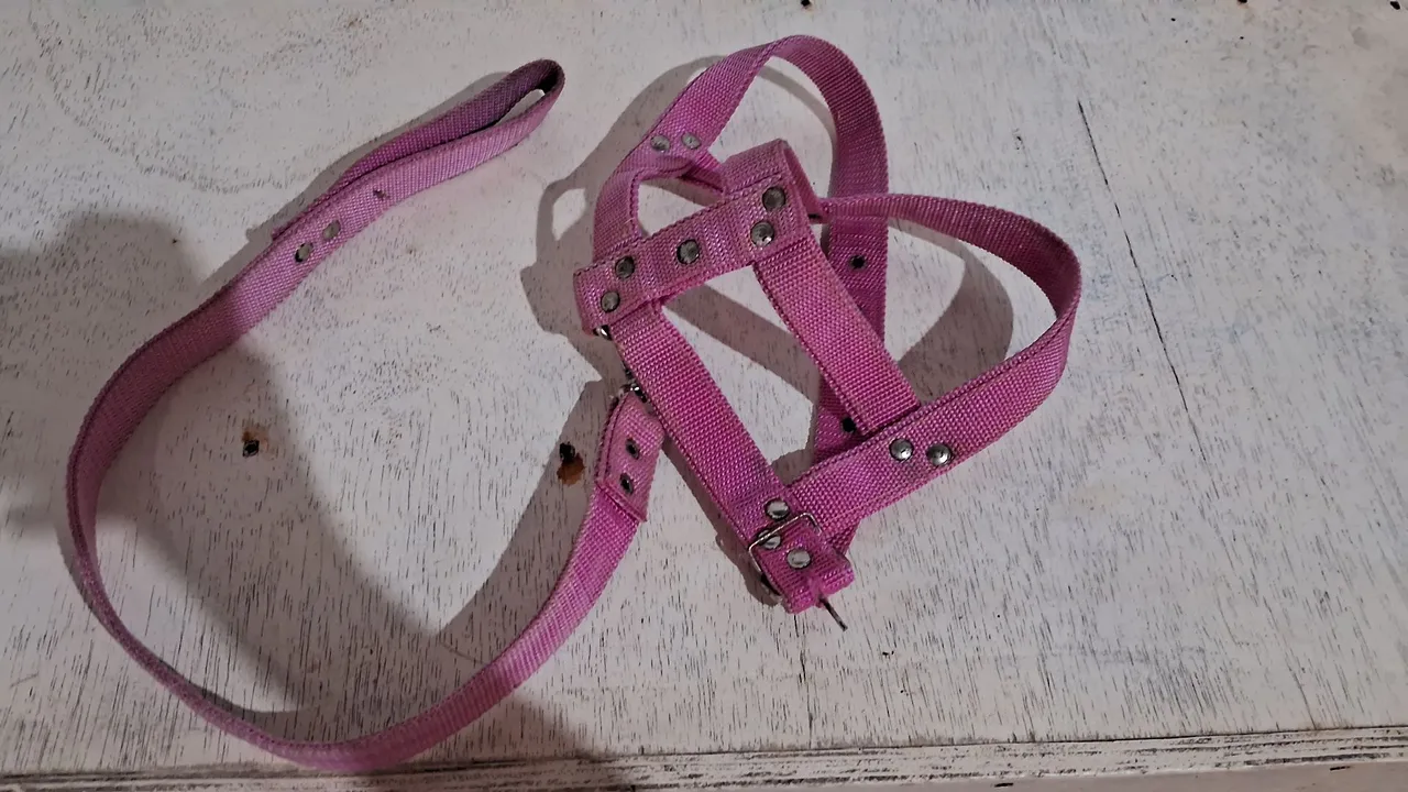 Coleira peitoral Cachorro porte médio