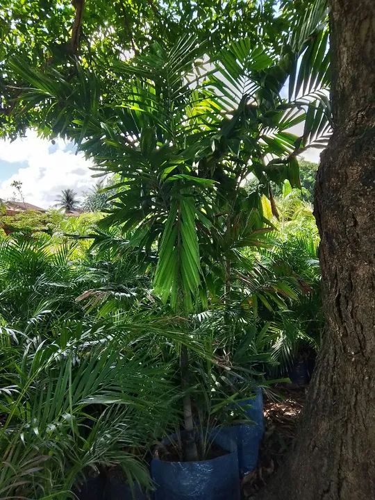 Palmeira pinanga grande 