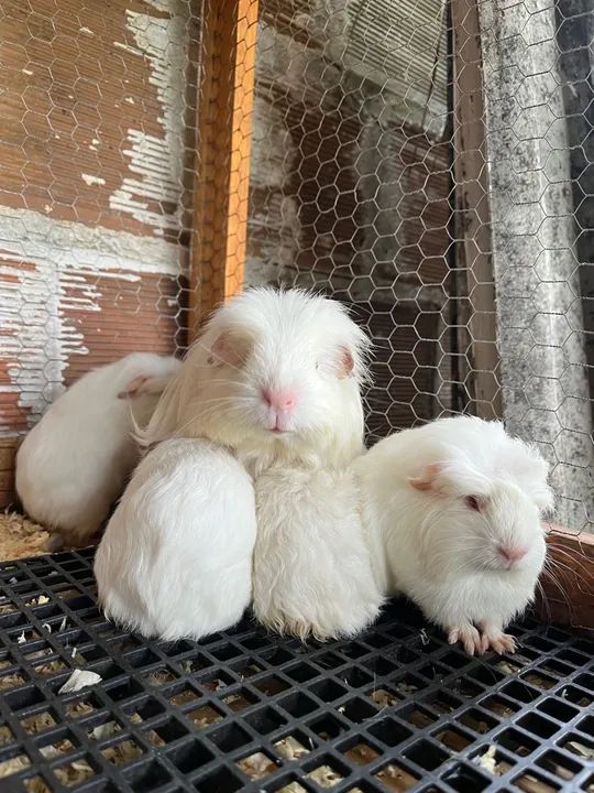 Porquinho da índia coronet macho 