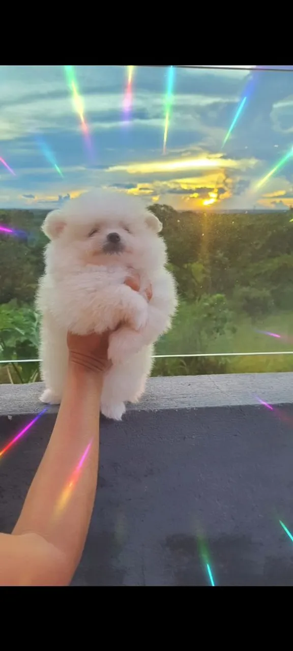 Filhotes de Spitz Alemão