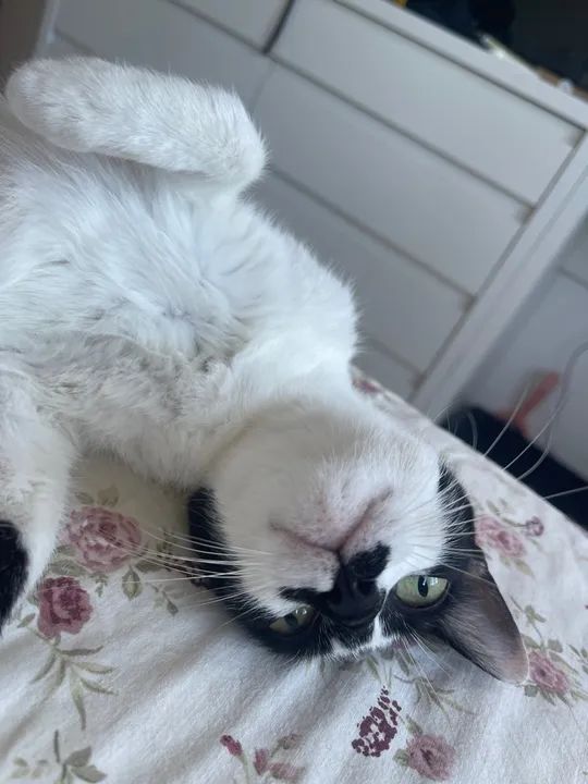 Doação gatinha  - Foto 4