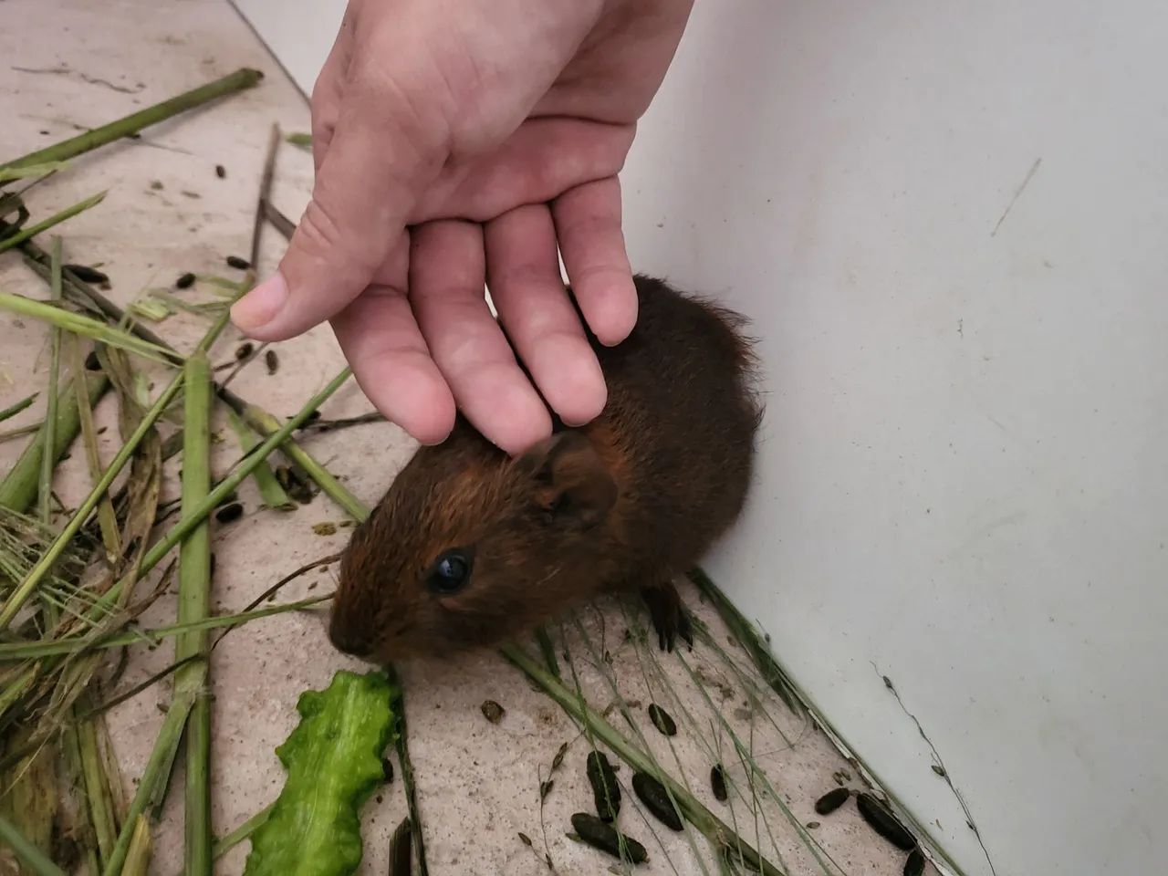 Vendo três porquinho da Índia  - Foto 6