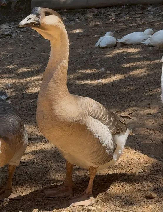 Ganso Africano LEGÍTIMO  - Foto 2