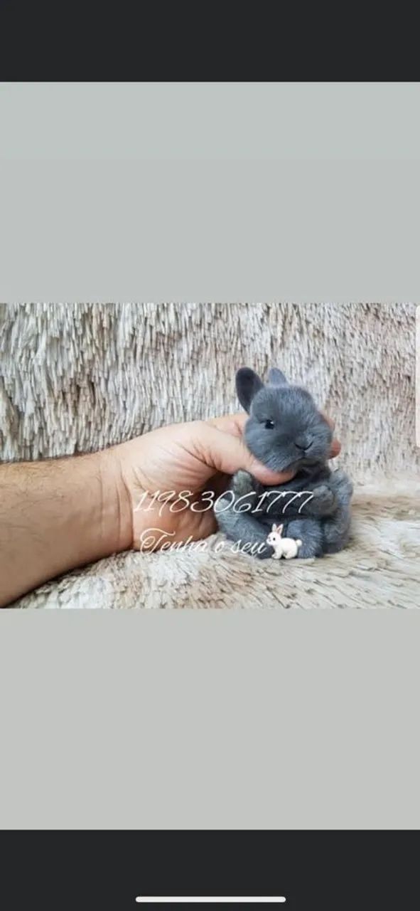Mini coelho anao lion teddy, alegra sua família, mini pincher - Foto 3