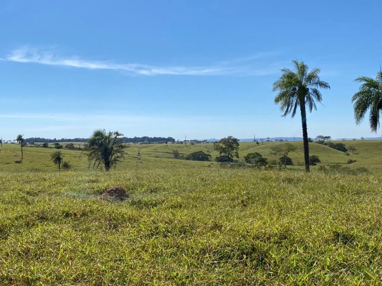 Fazenda de 308 alqueires região de Ipora - Foto 4