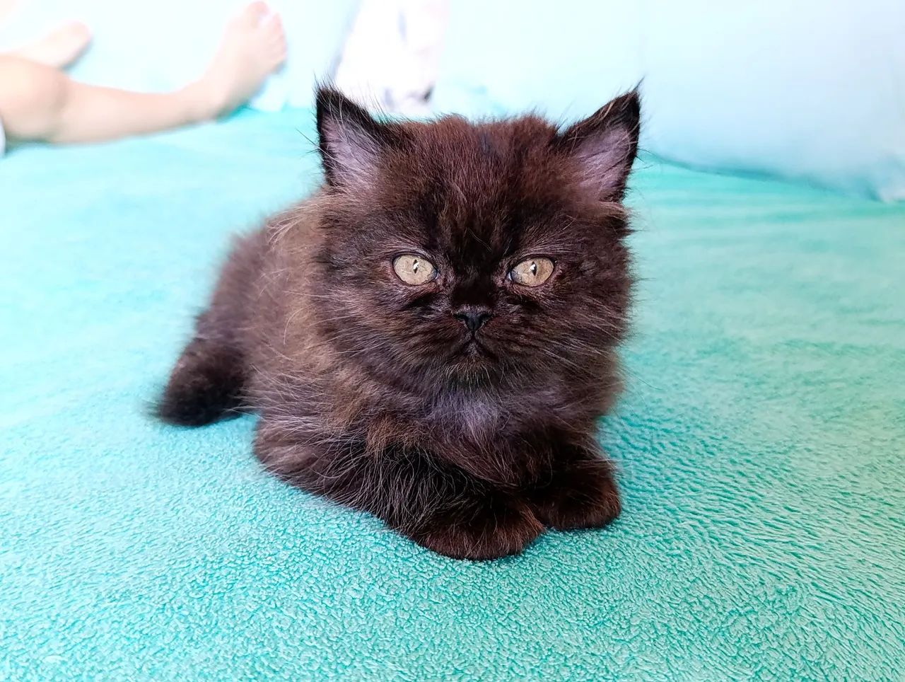 Gato persa macho com pedigree  - Foto 5