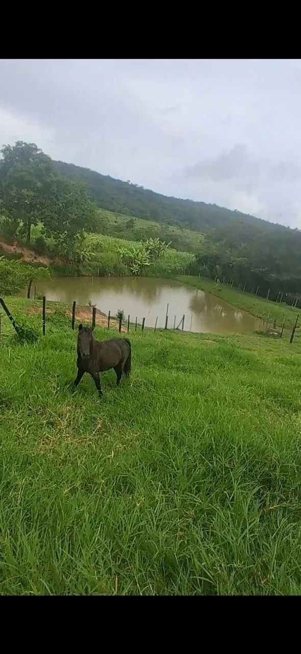 vendo casalzinho de mini pônei.  - Foto 3