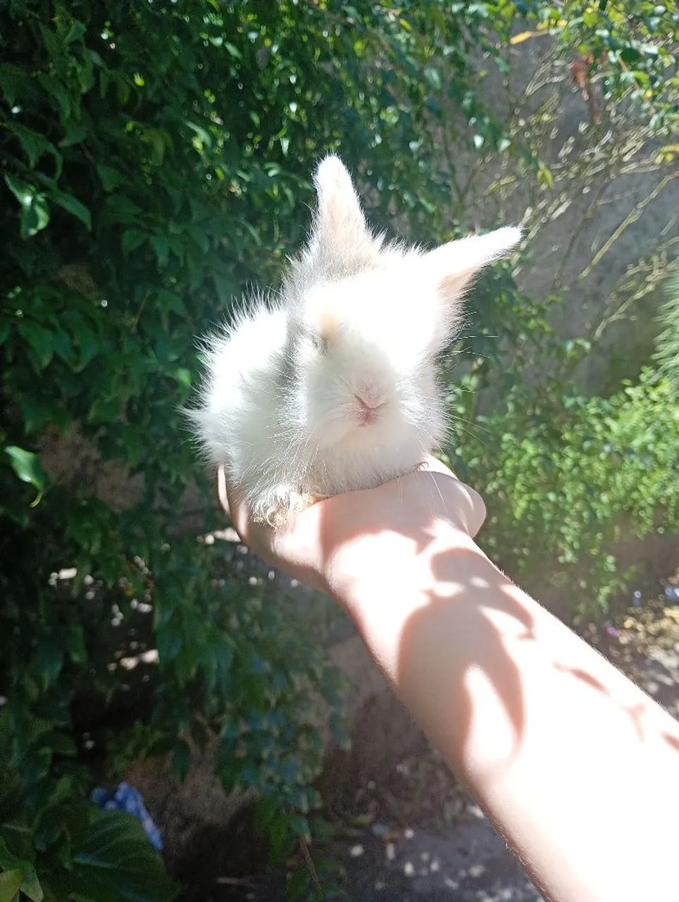 Filhotes de coelho mini lion machos - Foto 6