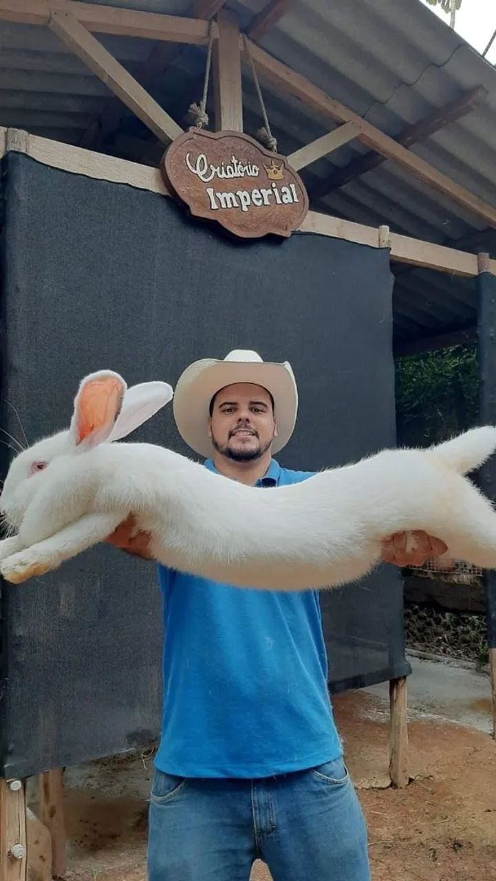 COELHO GIGANTE - COELHO MINI - COELHO ANÃO 