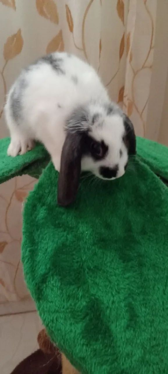 Coelho raça minilop  - Foto 3