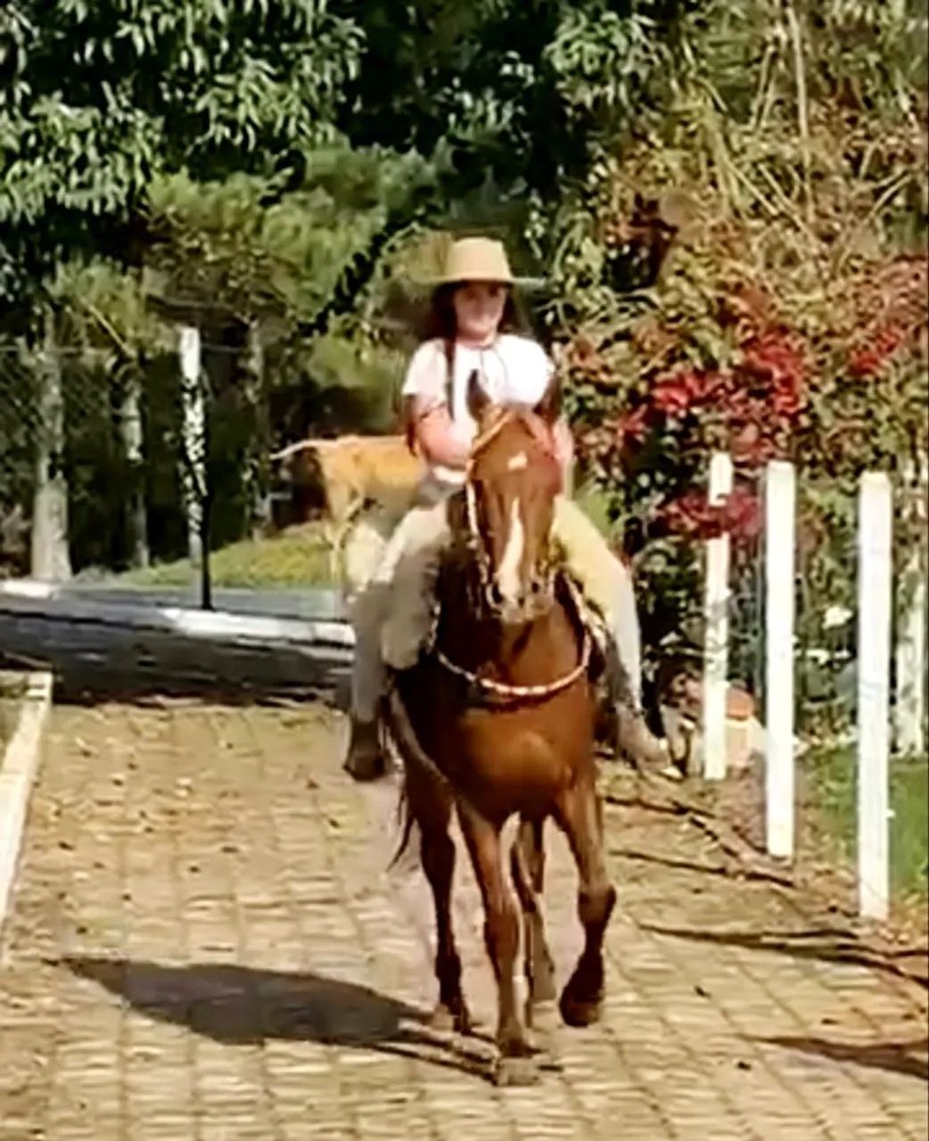 Marchador Mangalarga/Campeiro  - Foto 4