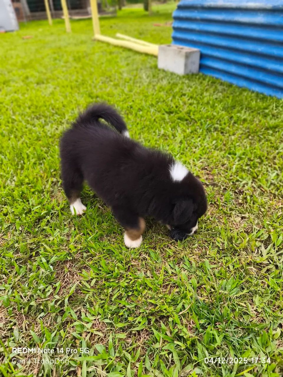 Pastor Australiano  - Foto 4