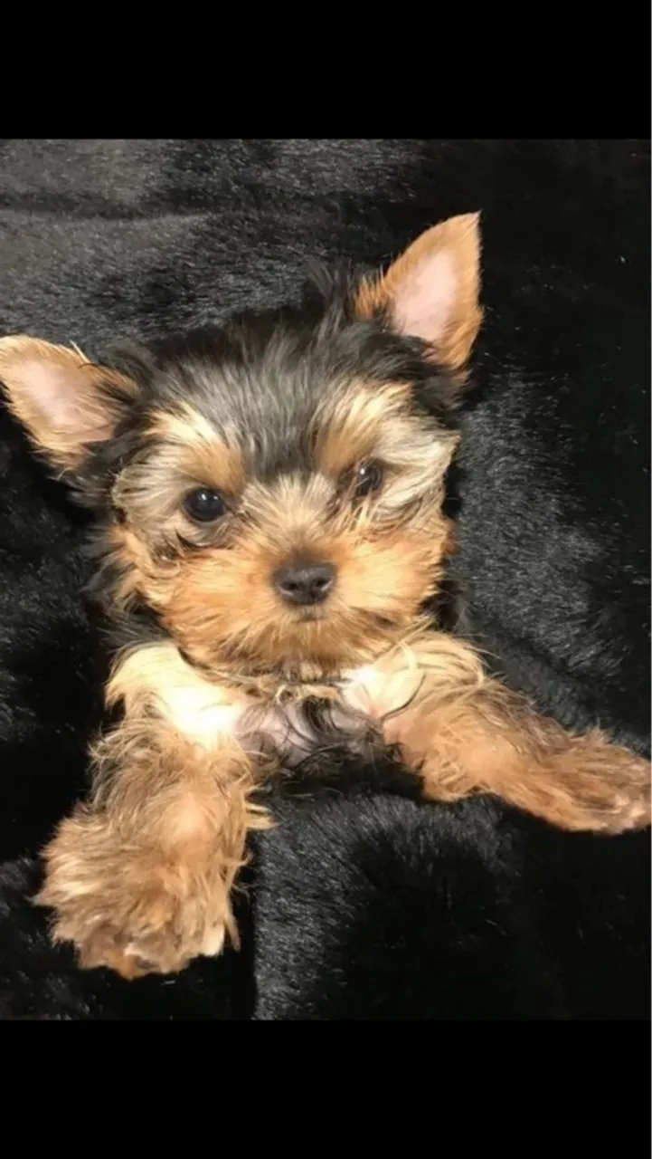 Filhote de Yorkshire Terrier - Fofo e Charmoso!