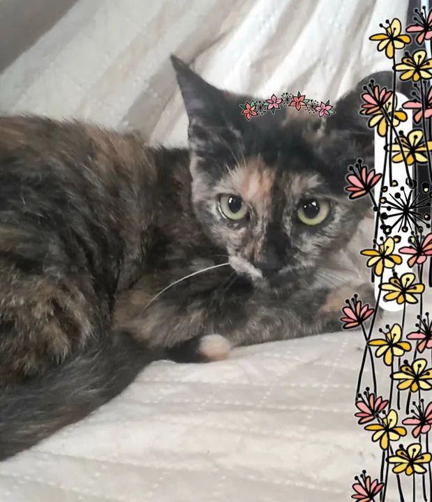 Gatinha linda e carinhosa para adoção - Foto 2