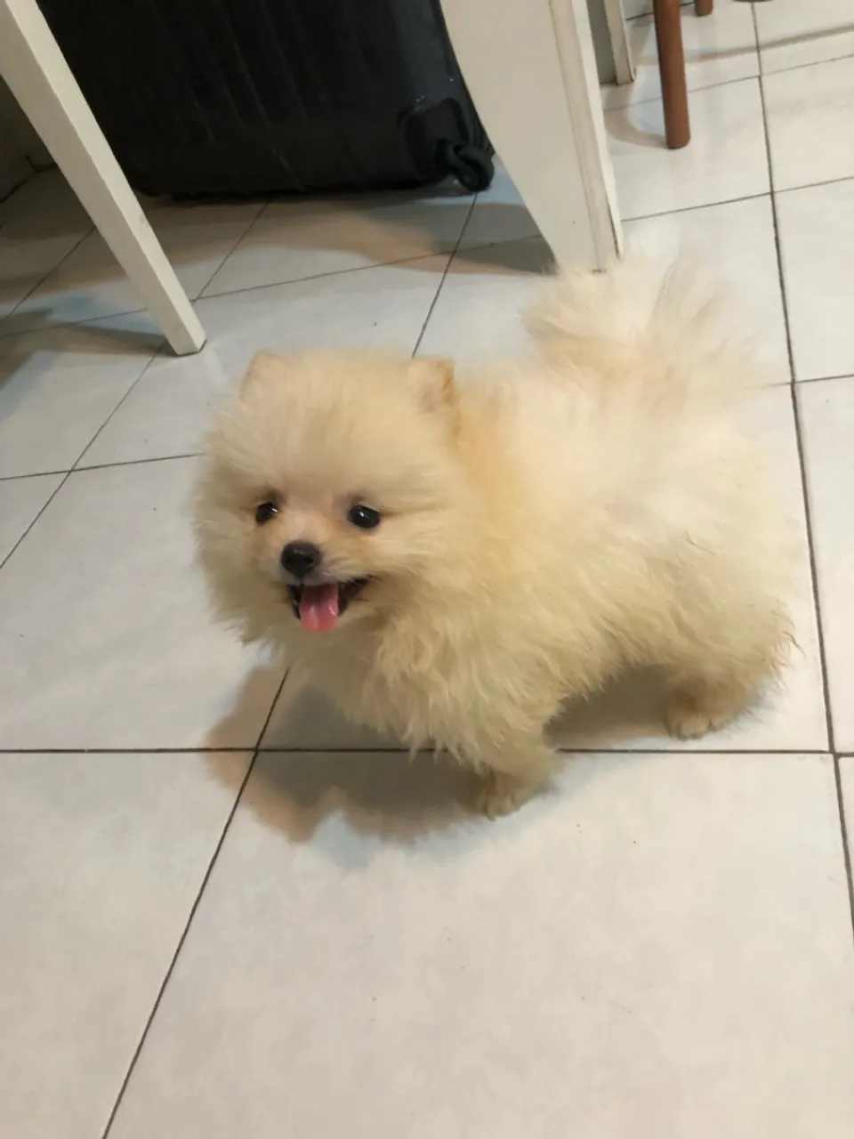 Filhote de Spitz Alemão