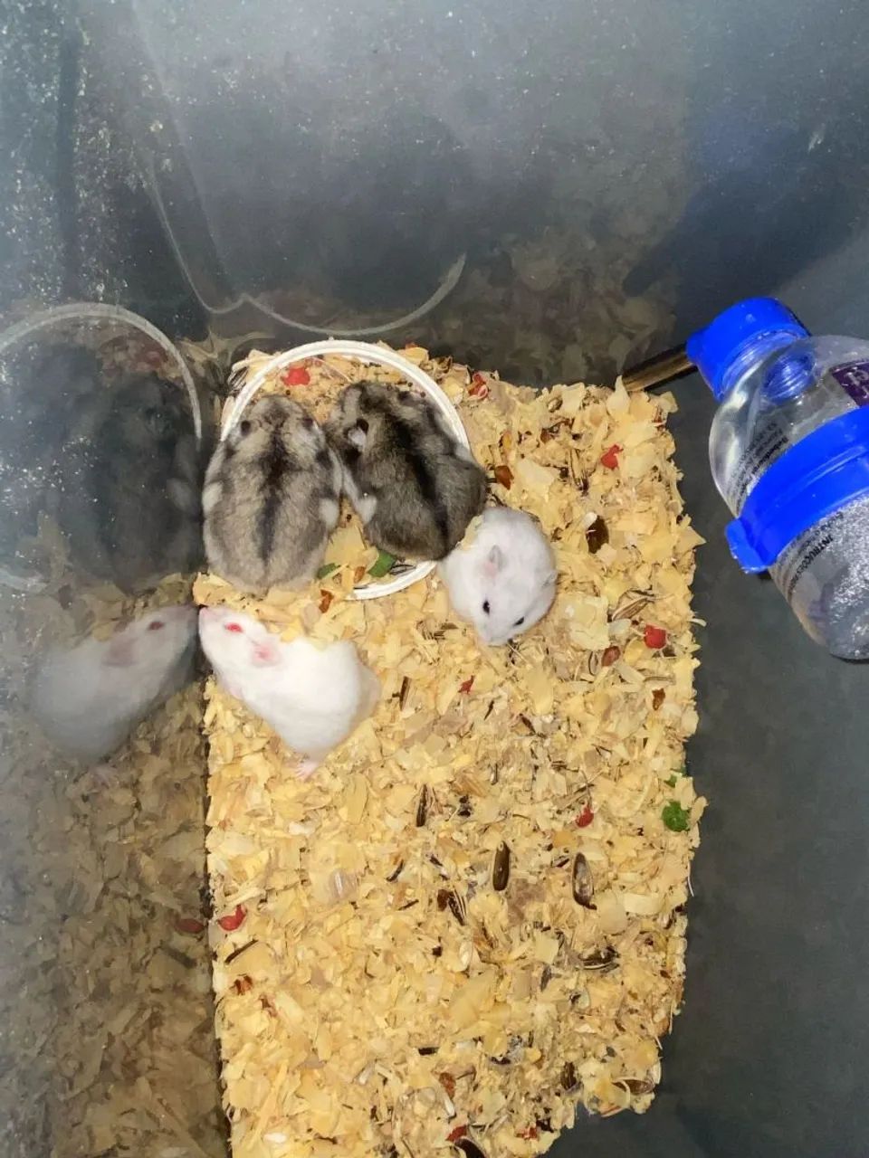 4 hamsters anão russo  - Foto 4