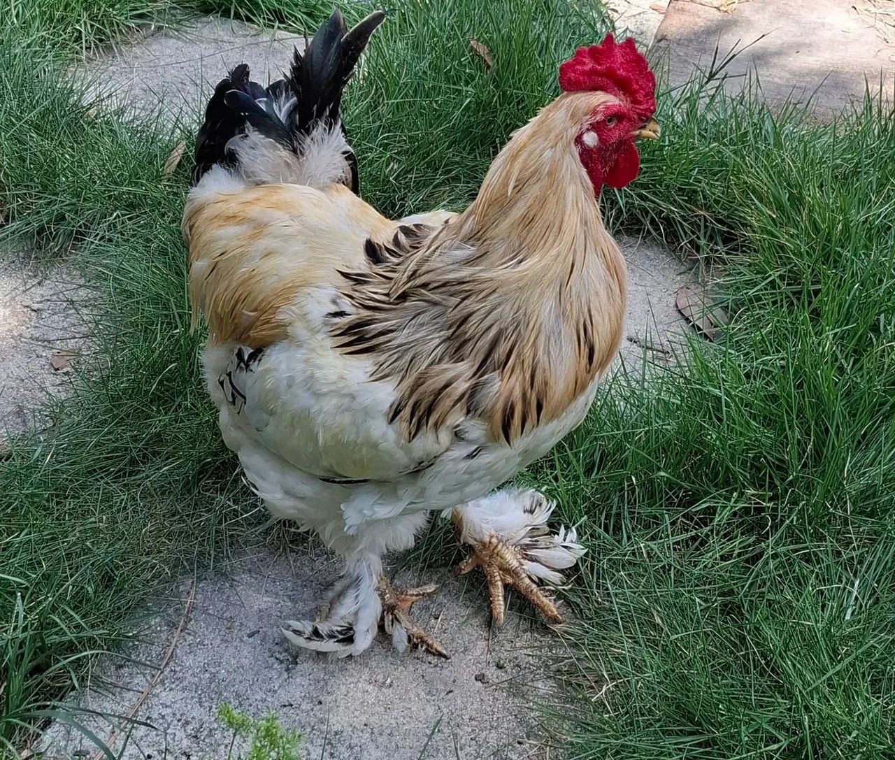 Galos Brahma Jovens e Saudáveis