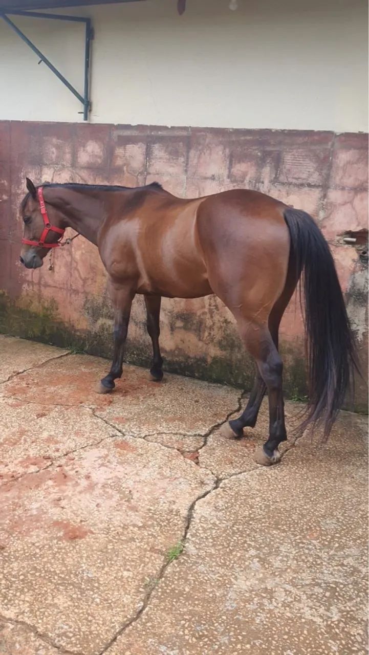 CAVALO TREINADO TRÊS TAMBORES - Harry Red - Foto 6