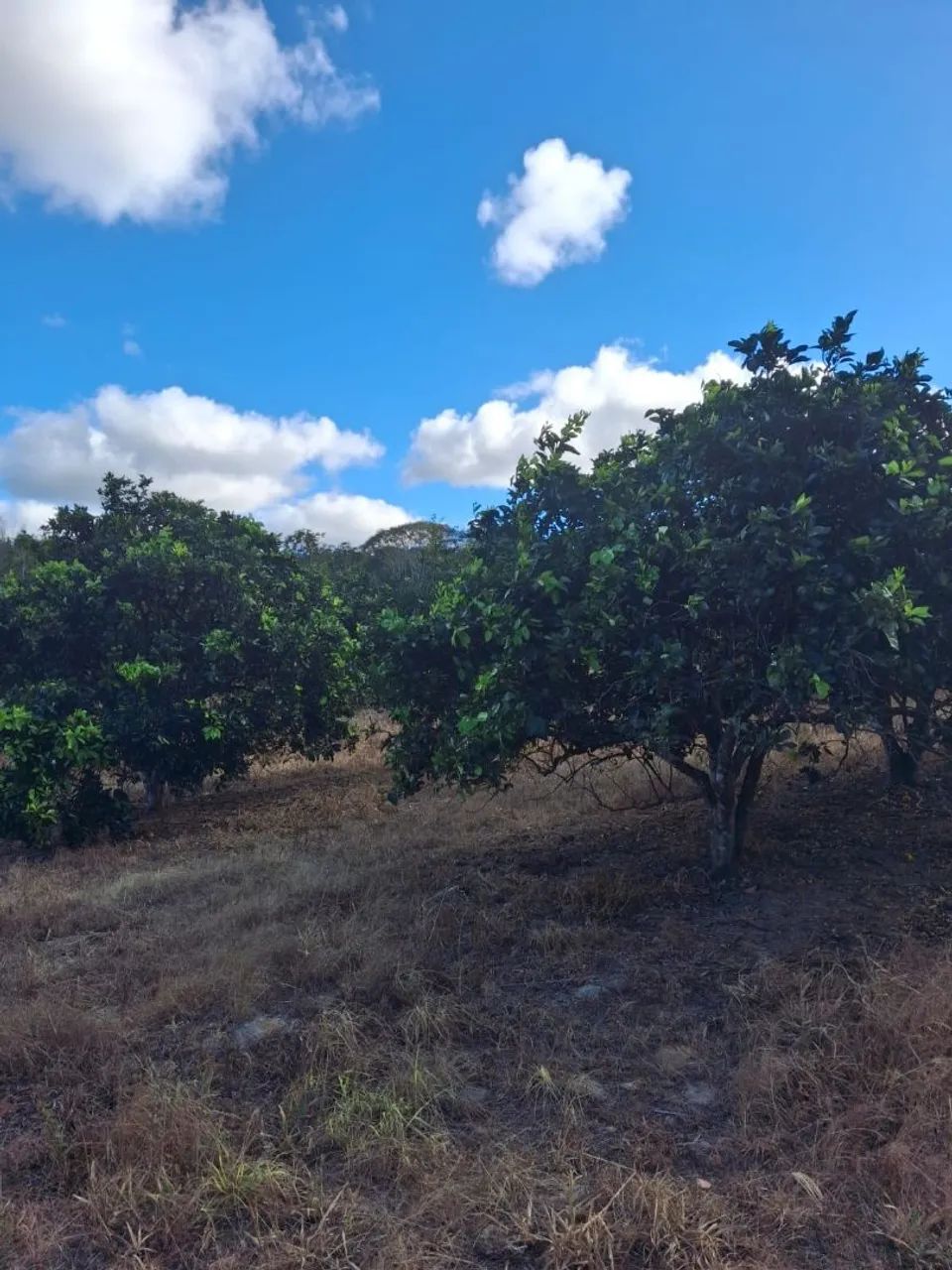 Sítio em Salgado - Sergipe - Foto 3