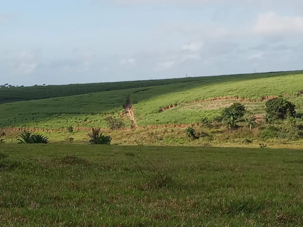 Vendo excelente propriedade rural em Porto Calvo/AL