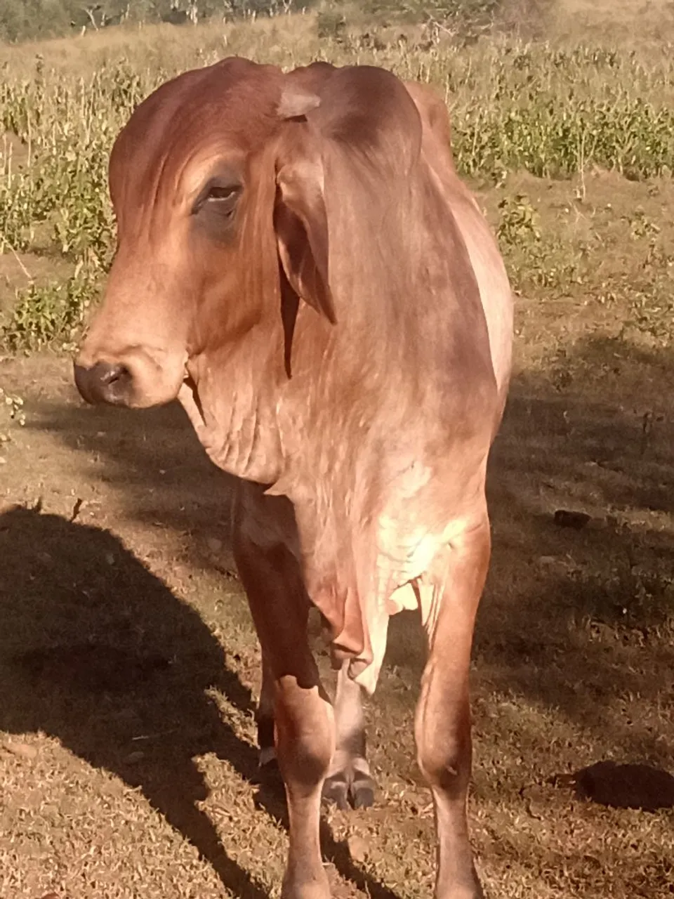 Garrote nelore com gir