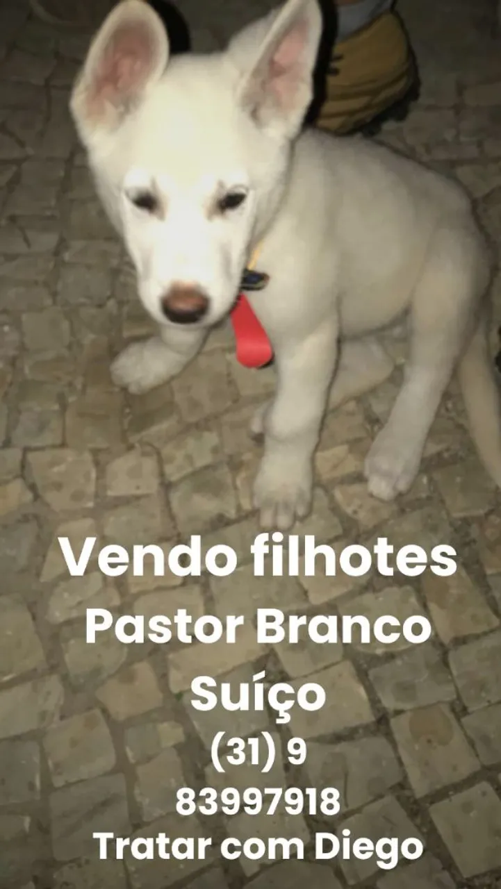 Filhotes de Pastor Branco Suíço