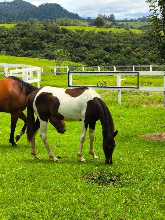 Potro Pampa preto 1 ano - Foto 2