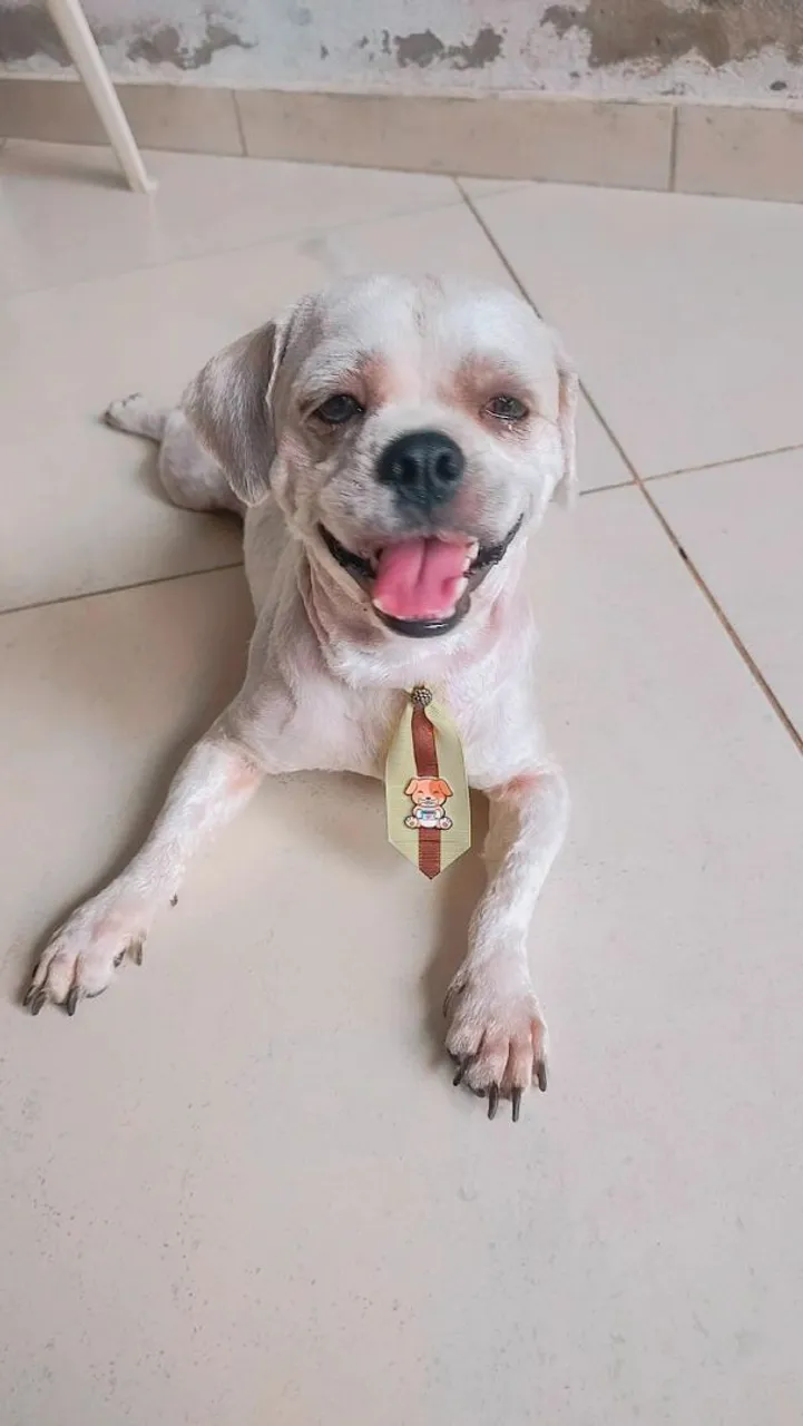 Filhote Shih Tzu Charmoso