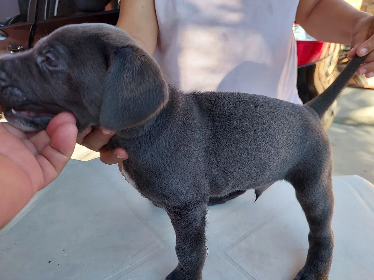 Filhotes de Weimaraner - Foto 4