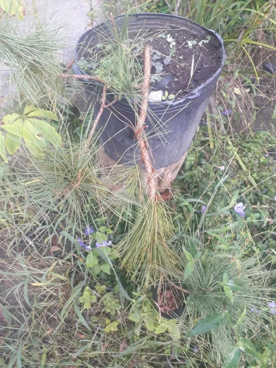 Muda Pinheiro negro pinus thunbergii Porto Alegre RS pré bonsai - Foto 3
